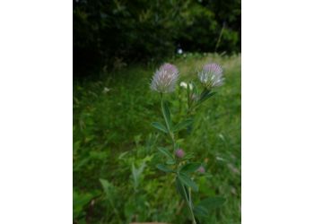 Hasen-Klee (Trifolium arvense) - © Philipp Sengl